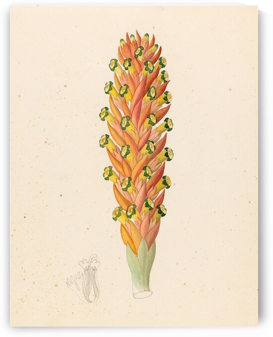 Didinamia angiosperma [Harveya hyobanchoides] 1817 by IStockHistory com