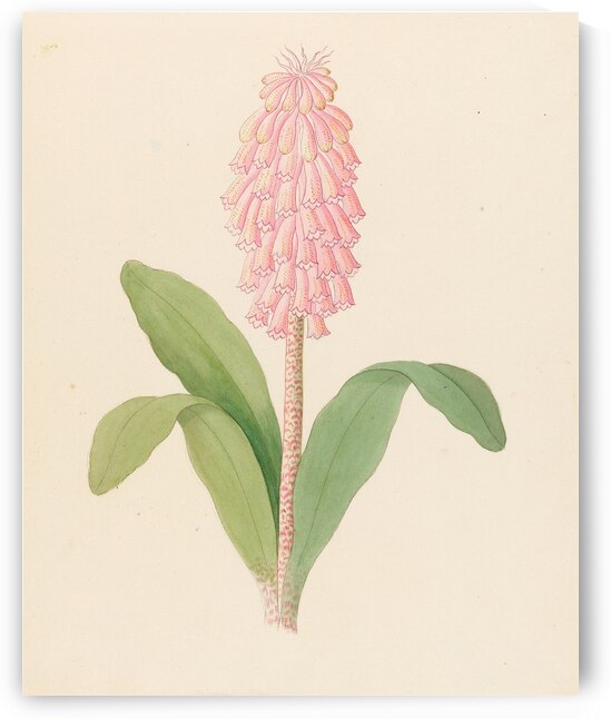 Veltheimia viridifolia [Veltheimia bracteata] 1817 by IStockHistory com