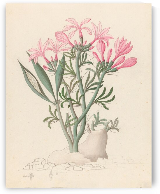 Ceropegia or Echites [Pachypodium succulentum] 1817 by IStockHistory com