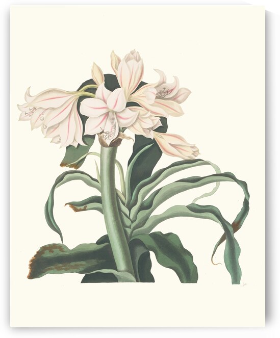 Crinum Scabrum 1834 by IStockHistory com