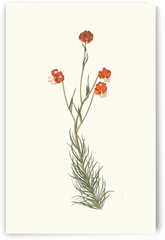 Lilium Pyrenaicum 1834 by IStockHistory com