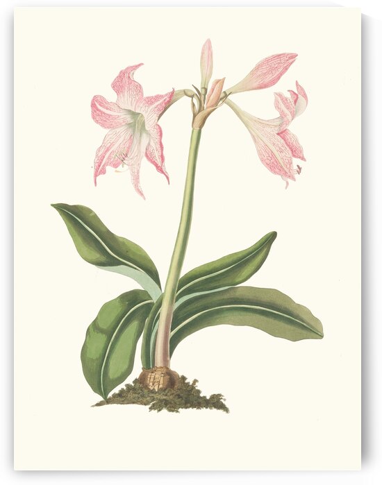 Amaryllis Steilatafolia 1834 by IStockHistory com