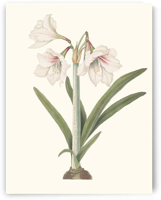 Amaryllis Picta. 1834 by IStockHistory com