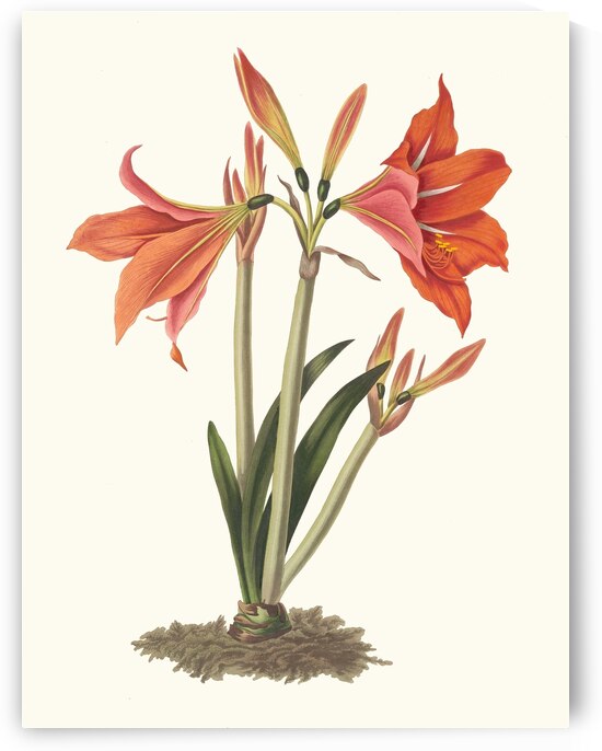 Amaryllis Reginaæ [Mexican Lily Amaryllis] 1834 by IStockHistory com