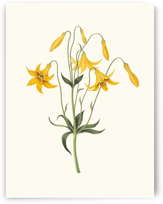Lilium Canadense. [Canada Lily Wild Yellow Lily] 183400 by IStockHistory com