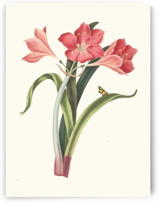 Amaryllis Purpurea Major 1834 by IStockHistory com