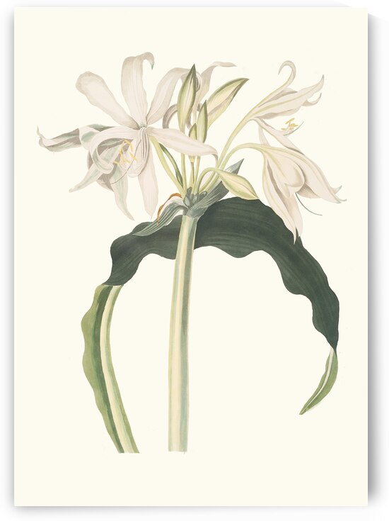 Amaryllis Aulica 1834 by IStockHistory com