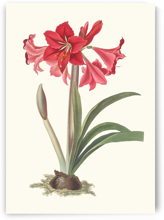 Amaryllis Johnsoni. 1834 by IStockHistory com