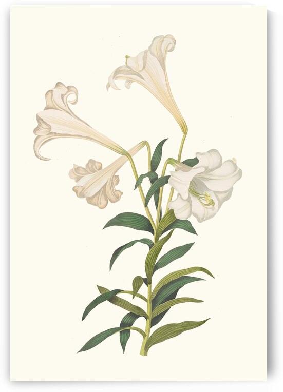 Lilium Longiflorum. 1834 by IStockHistory com