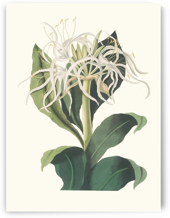 Pancratium Specidsum 1834 by IStockHistory com