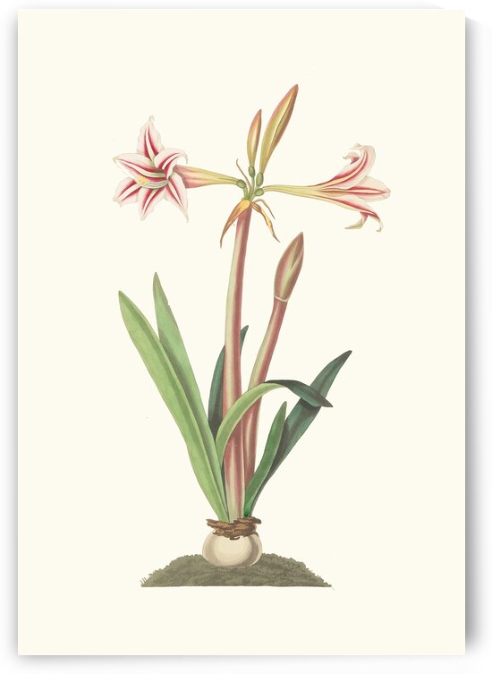 Amaryllis Vittata Minor 1834 by IStockHistory com