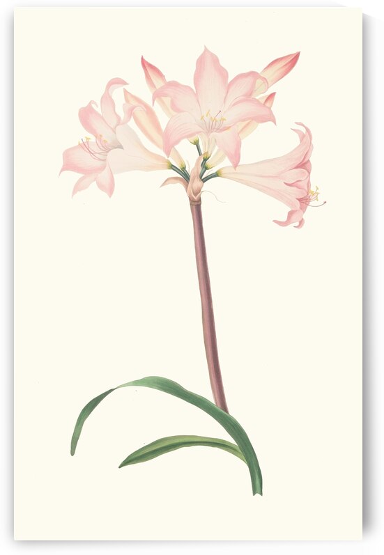 Amaryllis Belladonna 1834 by IStockHistory com