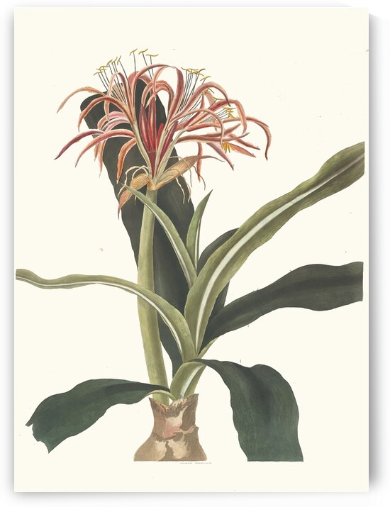 Crinum Hybridum Pedunculatum And Zeylanicum 1834  by IStockHistory com
