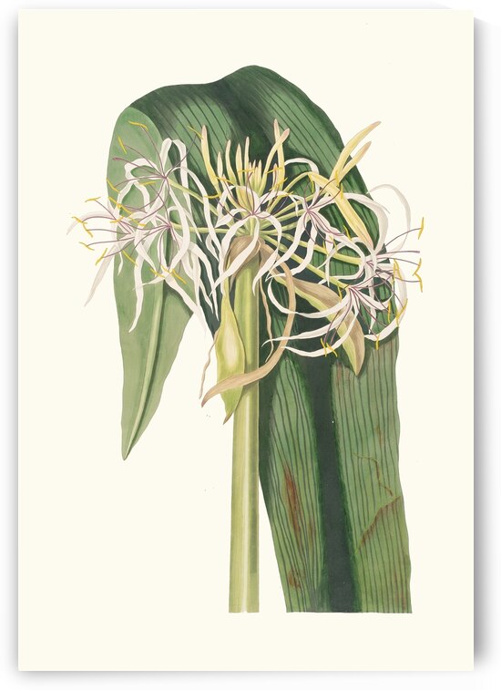 Crinum Declinatum 1834 by IStockHistory com
