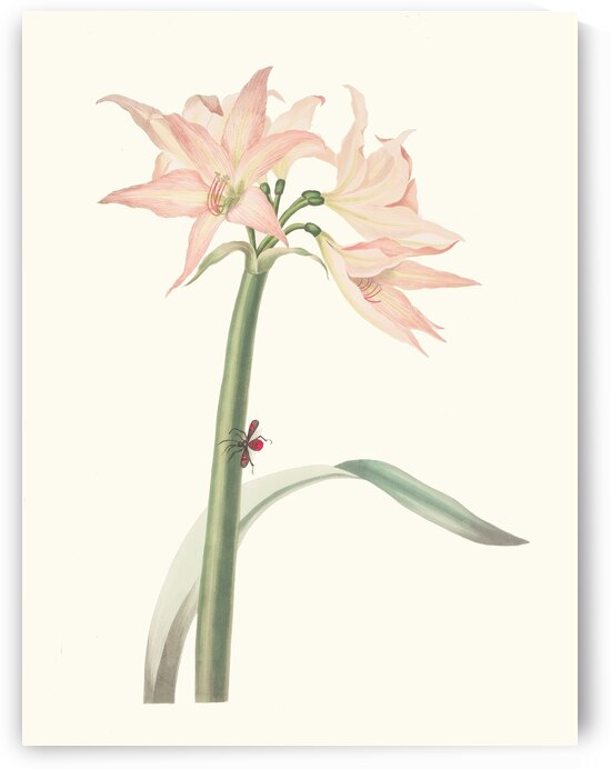Amaryllis Pulverulenta 1834 by IStockHistory com