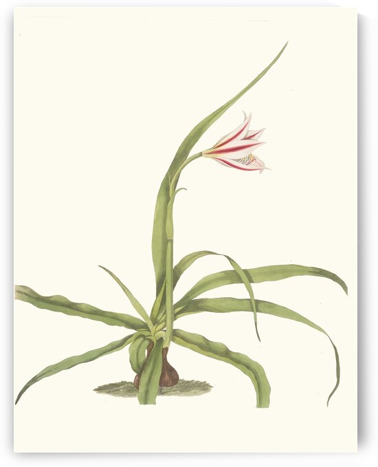 Crinum Yuccæides 1834 by IStockHistory com