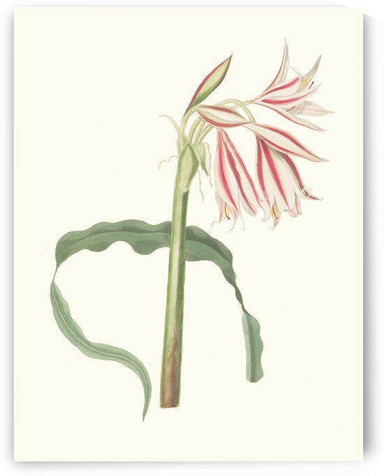 Crinum Ornatum 1834 by IStockHistory com