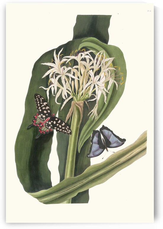 Crinum Pedunculatum. [River Lily] 1834 by IStockHistory com