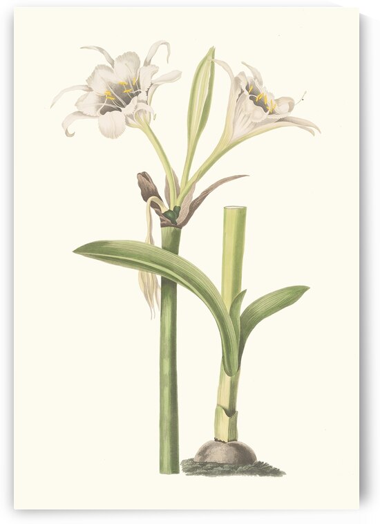 Pancratium Calathinum. 1834 by IStockHistory com