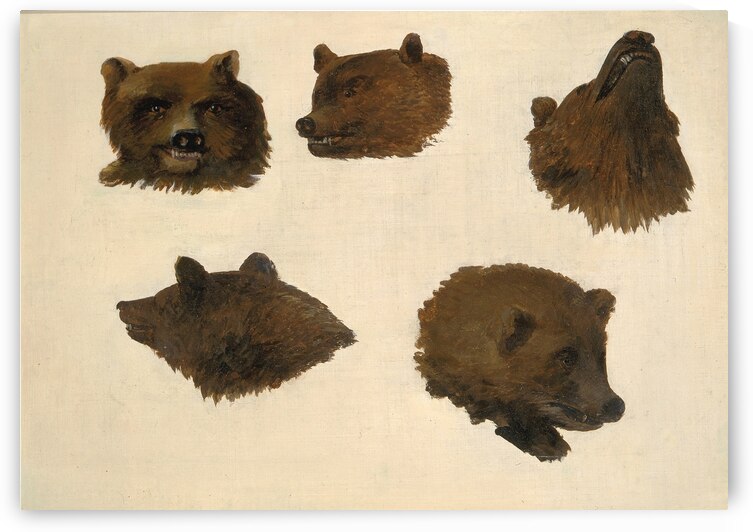 Portraits of Two Grizzly Bears From Life 1839-1840 by IStockHistory com