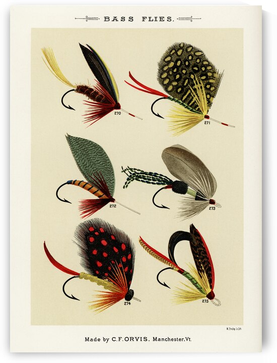 Bass Flies  by IStockHistory com