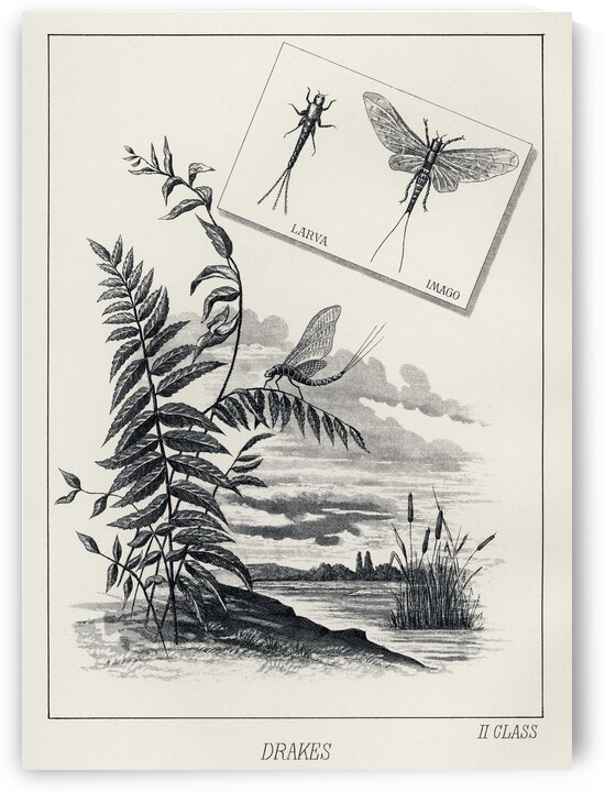 Drakes  by IStockHistory com