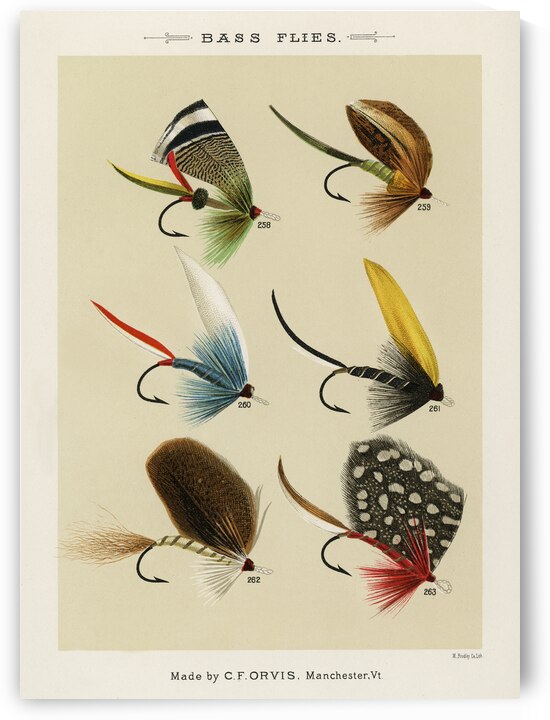 Bass Flies  by IStockHistory com