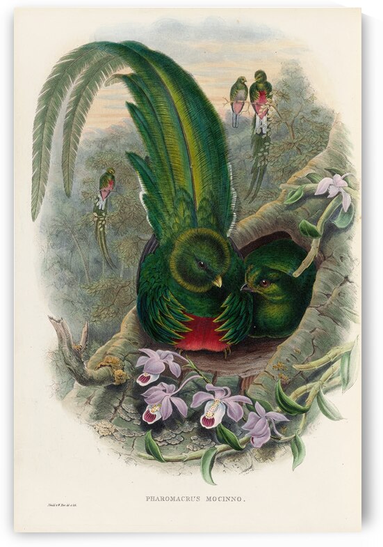 John Gould trogons 027 by IStockHistory com