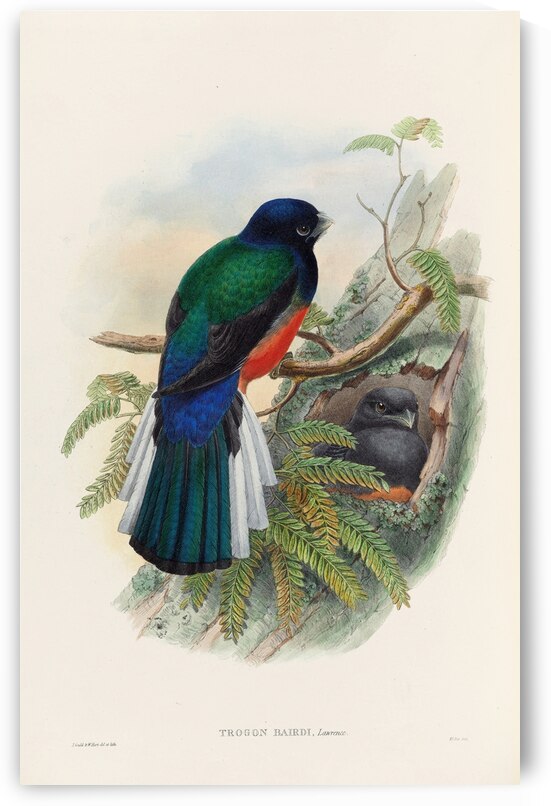John Gould trogons 031 by IStockHistory com