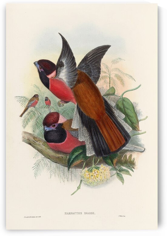 John Gould trogons 034 by IStockHistory com