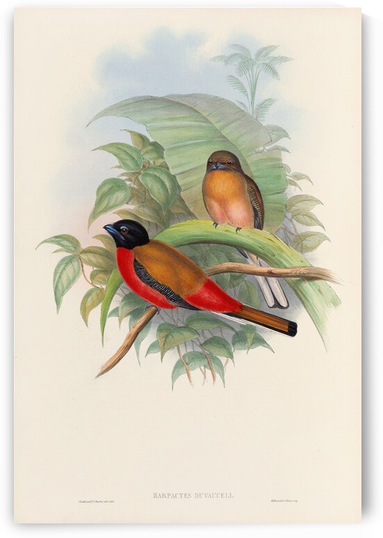 John Gould trogons 012 by IStockHistory com