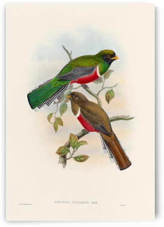 John Gould trogons 041 by IStockHistory com
