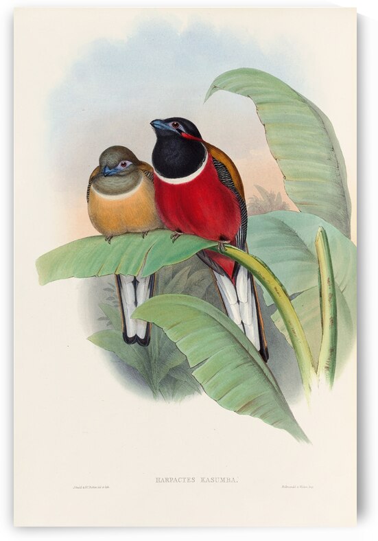 John Gould trogons 023 by IStockHistory com