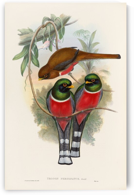 John Gould trogons 032 by IStockHistory com