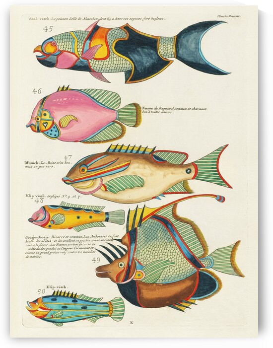 Colourful and surreal illustrations of fishes found in Moluccas Indonesia and the East Indies by Louis Renard 1678 -1746 from Histoire naturelle des plus rares curiositez de la mer des Indes 1754. by IStockHistory com