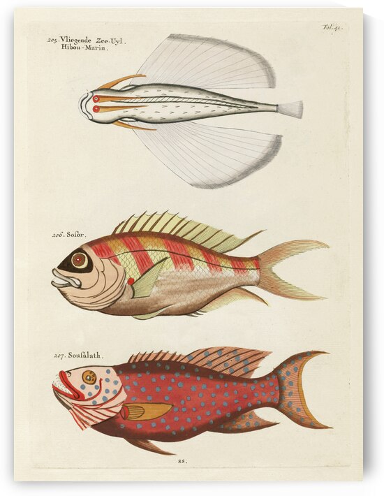 Colourful and surreal illustrations of fishes found in Moluccas Indonesia and the East Indies by Louis Renard 1678 -1746 from Histoire naturelle des plus rares curiositez de la mer des Indes 1754. by IStockHistory com