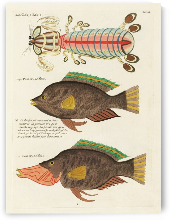 Colourful and surreal illustrations of fishes found in Moluccas Indonesia and the East Indies by Louis Renard 1678 -1746 from Histoire naturelle des plus rares curiositez de la mer des Indes 1754. by IStockHistory com