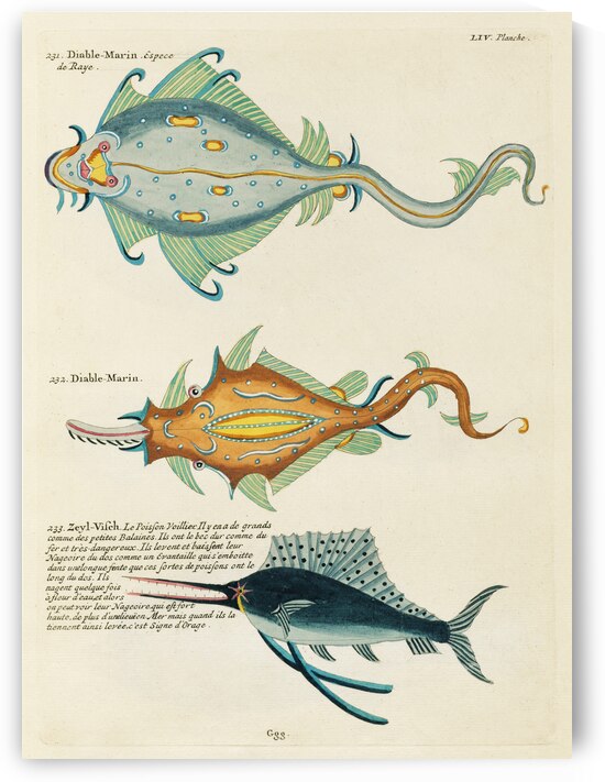 Colourful and surreal illustrations of fishes found in Moluccas Indonesia and the East Indies by Louis Renard 1678 -1746 from Histoire naturelle des plus rares curiositez de la mer des Indes 1754. by IStockHistory com