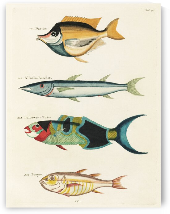 Colourful and surreal illustrations of fishes found in Moluccas Indonesia and the East Indies by Louis Renard 1678 -1746 from Histoire naturelle des plus rares curiositez de la mer des Indes 1754. by IStockHistory com