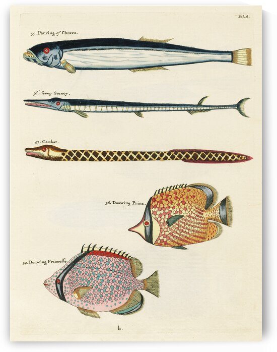 Colourful and surreal illustrations of fishes found in Moluccas Indonesia and the East Indies by Louis Renard 1678 -1746 from Histoire naturelle des plus rares curiositez de la mer des Indes 1754. by IStockHistory com