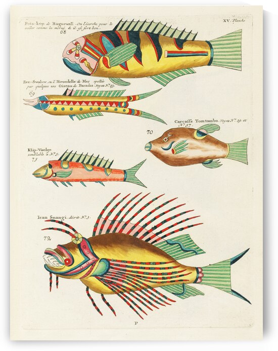Colourful and surreal illustrations of fishes found in Moluccas Indonesia and the East Indies by Louis Renard 1678 -1746 from Histoire naturelle des plus rares curiositez de la mer des Indes 1754. by IStockHistory com