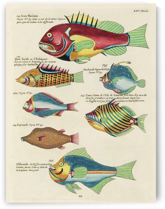 Colourful and surreal illustrations of fishes found in Moluccas Indonesia and the East Indies by Louis Renard 1678 -1746 from Histoire naturelle des plus rares curiositez de la mer des Indes 1754. by IStockHistory com