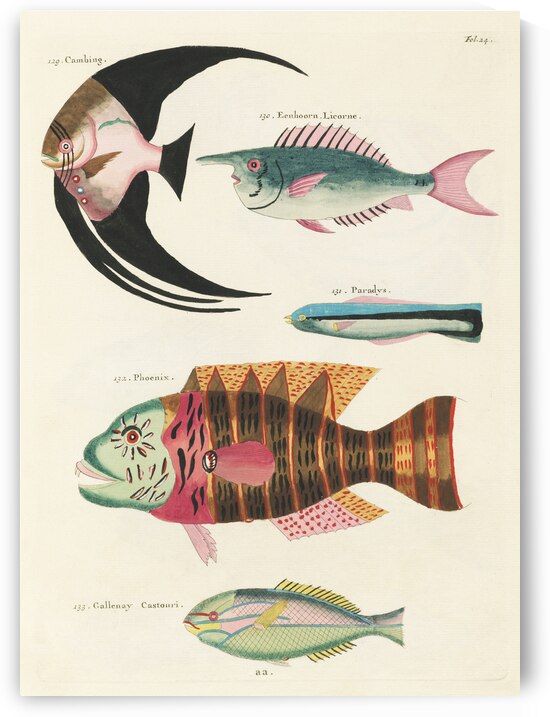 Colourful and surreal illustrations of fishes found in Moluccas Indonesia and the East Indies by Louis Renard 1678 -1746 from Histoire naturelle des plus rares curiositez de la mer des Indes 1754. by IStockHistory com