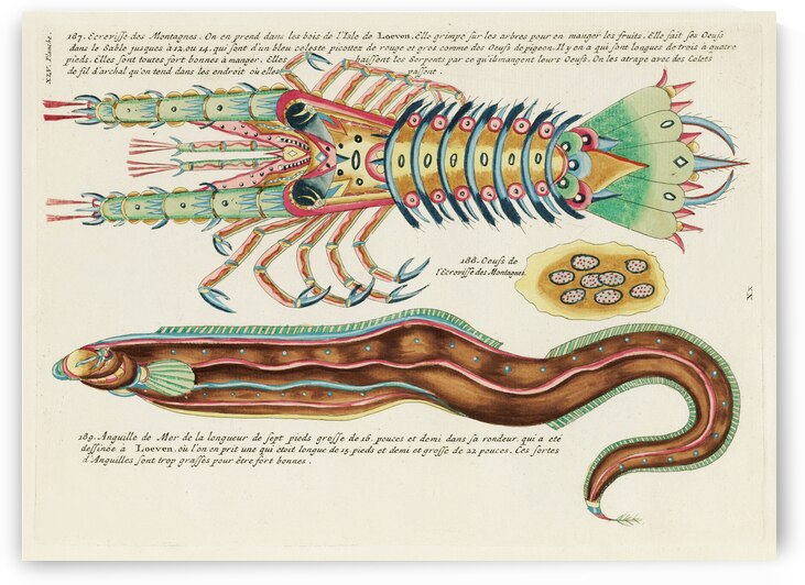 Colourful and surreal illustrations of fish and lobster found in Moluccas Indonesia and the East Indies by Louis Renard 1678 -1746 from Histoire naturelle des plus rares curiositez de la mer des Indes 1754. by IStockHistory com
