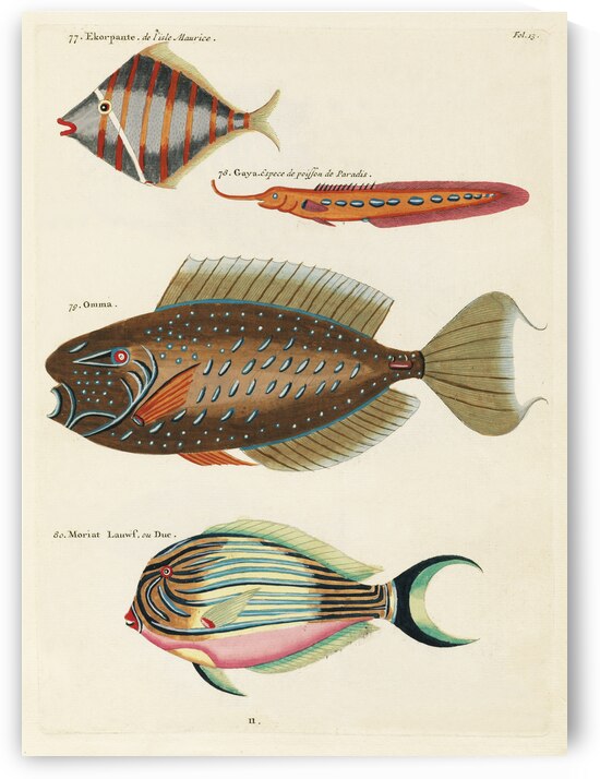 Colourful and surreal illustrations of fishes found in Moluccas Indonesia and the East Indies by Louis Renard 1678 -1746 from Histoire naturelle des plus rares curiositez de la mer des Indes 1754. by IStockHistory com