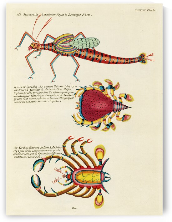Colourful and surreal illustrations of fishes and crabs found in Moluccas Indonesia and the East Indies by Louis Renard 1678 -1746 from Histoire naturelle des plus rares curiositez de la mer des Indes 1754. by IStockHistory com