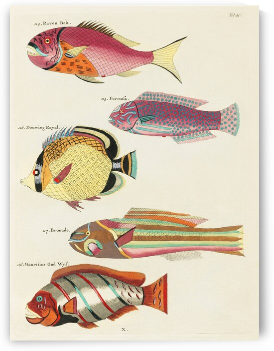 Colourful and surreal illustrations of fishes found in Moluccas Indonesia and the East Indies by Louis Renard 1678 -1746 from Histoire naturelle des plus rares curiositez de la mer des Indes 1754. by IStockHistory com