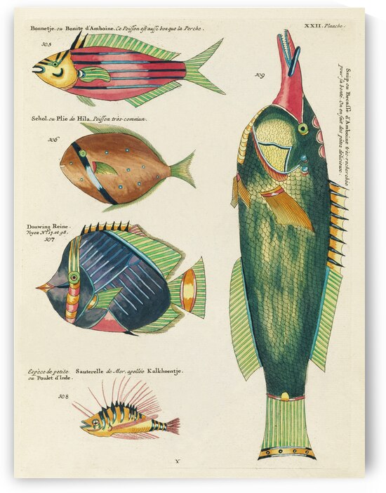 Colourful and surreal illustrations of fishes found in Moluccas Indonesia and the East Indies by Louis Renard 1678 -1746 from Histoire naturelle des plus rares curiositez de la mer des Indes 1754. by IStockHistory com