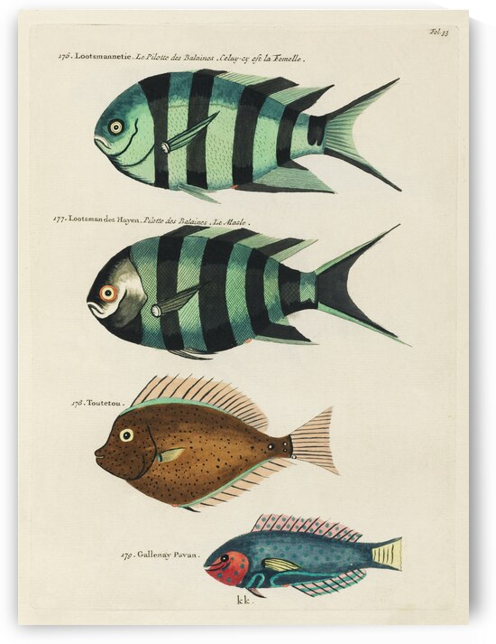 Colourful and surreal illustrations of fishes found in Moluccas Indonesia and the East Indies by Louis Renard 1678 -1746 from Histoire naturelle des plus rares curiositez de la mer des Indes 1754. by IStockHistory com