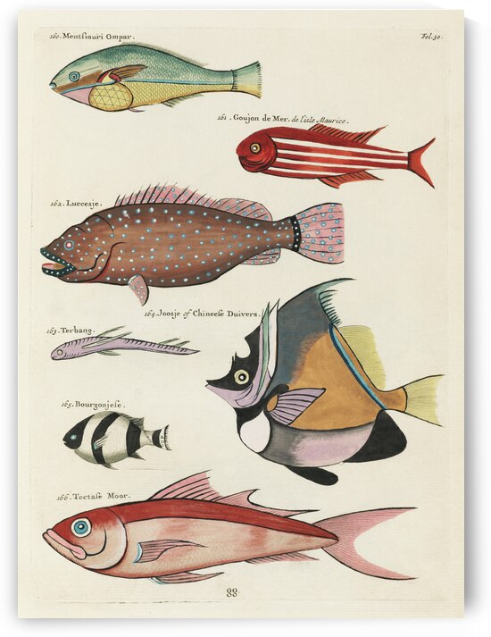 Colourful and surreal illustrations of fishes found in Moluccas Indonesia and the East Indies by Louis Renard 1678 -1746 from Histoire naturelle des plus rares curiositez de la mer des Indes 1754. by IStockHistory com